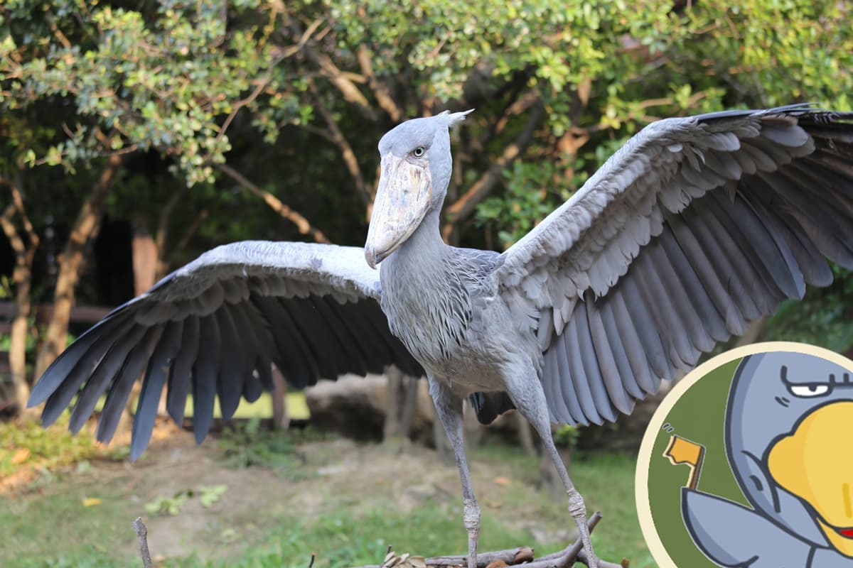 ハシビロコウが羽をひろげている