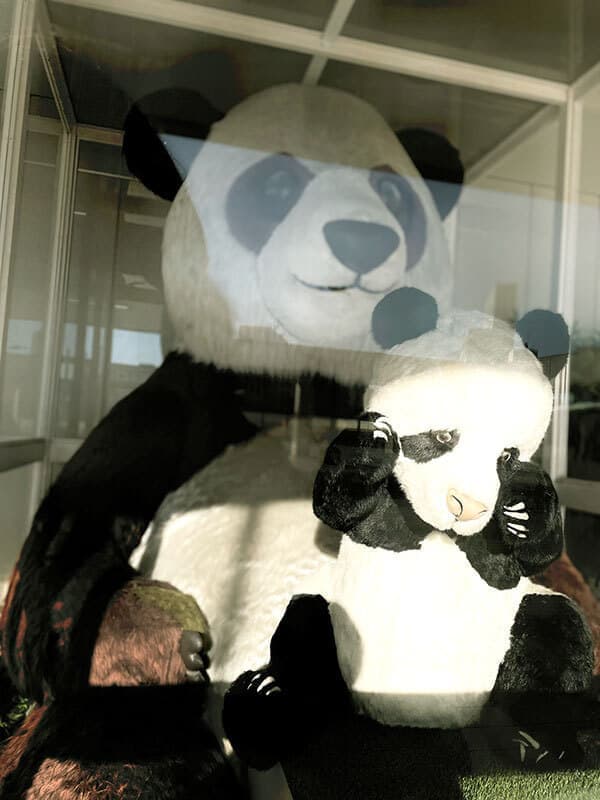 大きなパンダの着ぐるみ画像